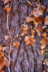 HOJAS RODEANDO ÁRBOL