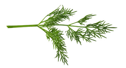 A small fragment of a parsley branch