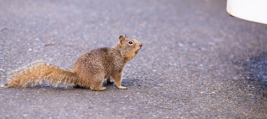 Brown squirrel on the asphalt