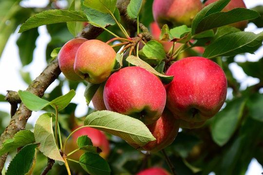 Reife rote Äpfel, Apfelbaum, Apfelernte in Südtirol