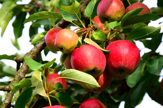 Reife Äpfel in Südtirol kurz vor der Apfelernte
