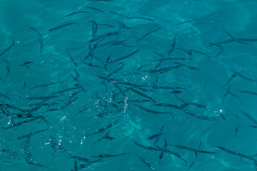 Needlefish feeding at the surface of the turquoise water in Bora Bora, Society Islands, French Polynesia.