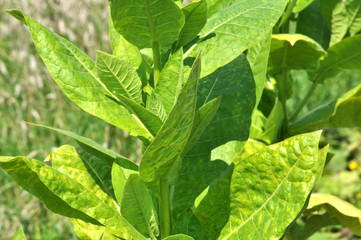Leaves and stems of tobacco