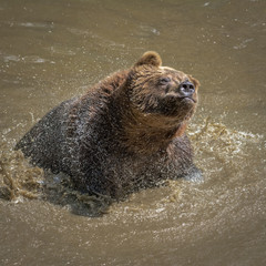 Bär im Wasser