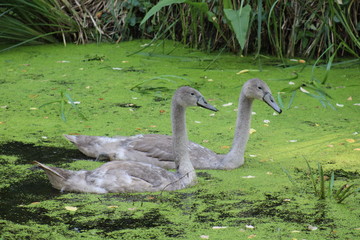 Młode łabędzie