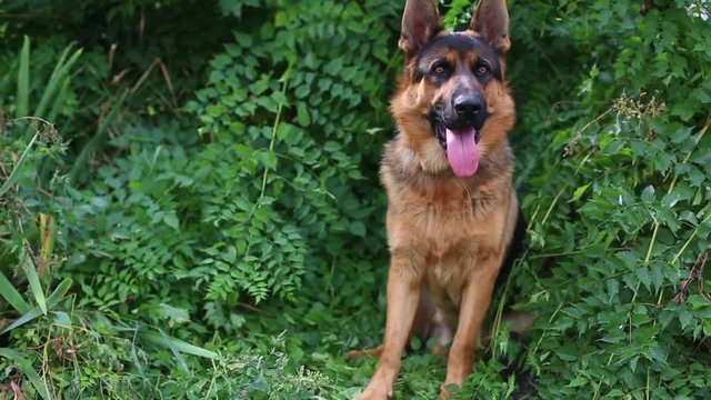 Cute german shepherd puppy lying in green grass and serious looking around. 10 month puppy of purebred dog.