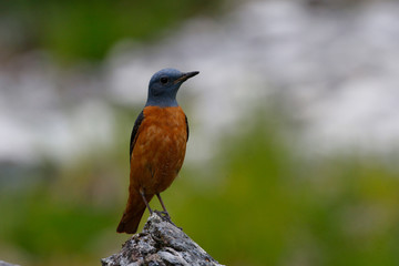 Rock thrush 022