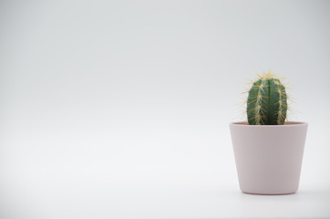 Cactus in white Background