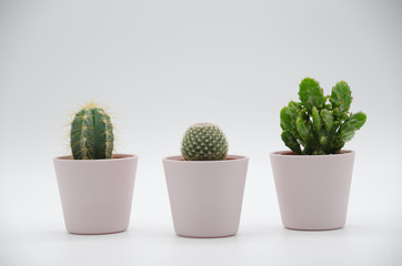 Cactus in white Background