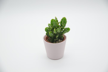 Cactus in white Background
