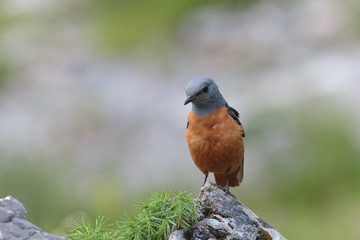 Rock thrush 010