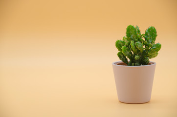 Cactus in cream Background