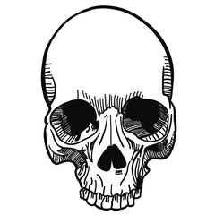 hand drawn vector illustration of a skull in black and white from the front
