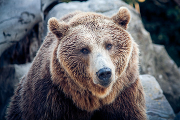 Obraz premium A brown bear on a background of rocks