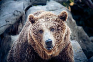 A brown bear on a background of rocks 