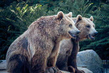 Brown bears on a background of rocks and tree branches