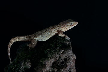 Geko 007