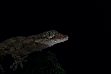 Geko 006