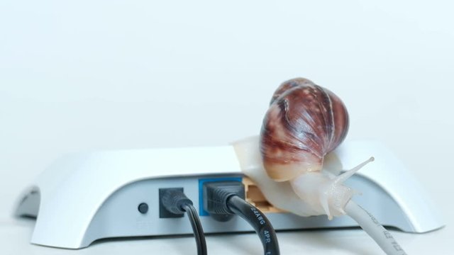 The concept of a slow Internet connection and data transfer over a local network. The snail slowly crawls along the wire connected to a white modem or router.