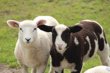 Sheep