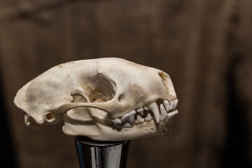 Skunk Skull Wine Cork - 03