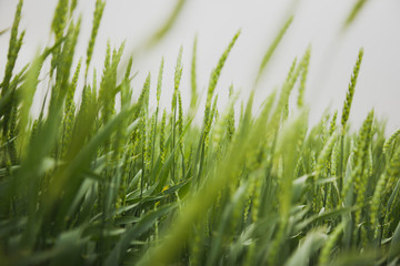 green grass in an open field