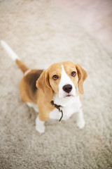 One dog sitting on carpet