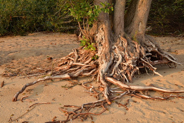 Tree roots close up.