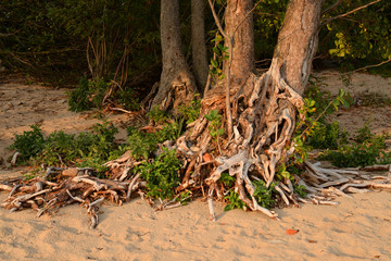Tree roots close up.