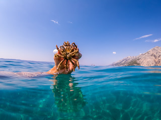 Spider crab of Adriatic sea