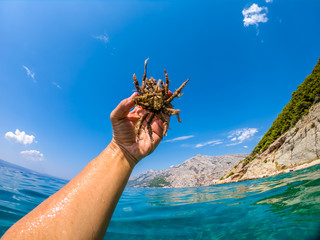 Spider crab of Adriatic sea