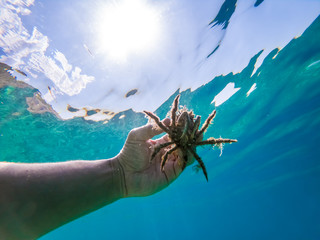 Spider crab of Adriatic sea