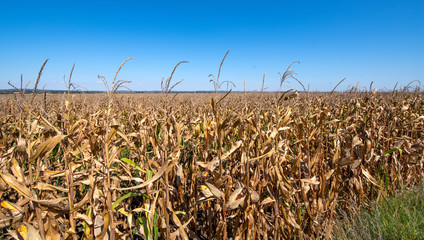 Dürreschaden durch Wassernot