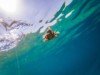 Spider crab of Adriatic sea