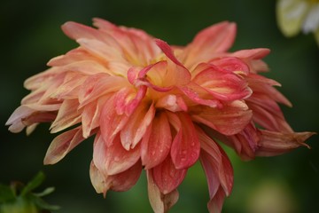 petals of a flower