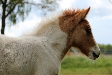 Obraz premium Icelandic horse foal