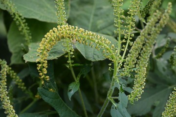 Ragweed (Ambrosia artemisiifolia)