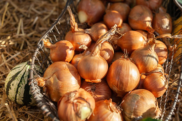 Zwiebeln im Korb
