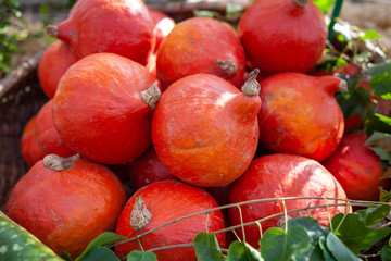 Kürbis