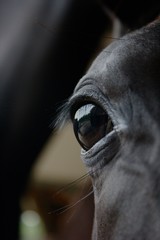 The eye of a horse tells us a story