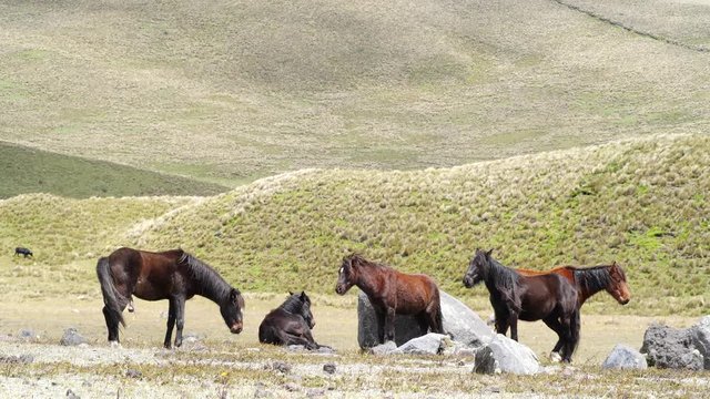 Group of wild ponies on the bleak paramo at the base of Cotopaxi Volcano in the Ecuadorian Andes