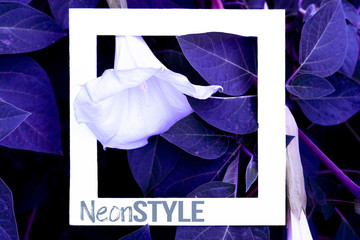 creative layout of exotic tropical neon leaves with white abstract square frame design with copy space concept s