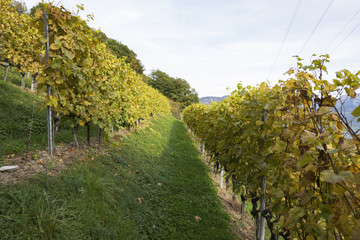 Fototapeta na wymiar Vineyard in Switzerland