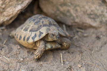turtle animal