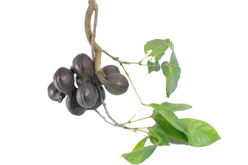 Vegetables in Southern Thailand popular white background, luk nieng, Djenkol bean fruit