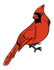 Northern Cardinal