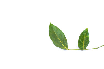White background  Leaves  Archidendron jiringa (Jack) I.C. Nielsen.
