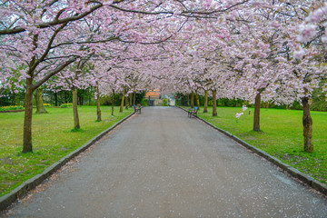 Park with alley of blossoming red cherry trees.