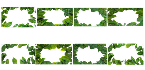 Copy space Leaves White background Archidendron jiringa (Jack) I.C. Nielsen. The collection of Leaf frame. Suitable for use in design, editing, decoration, use both print and website.