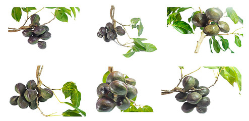 Vegetables in Southern Thailand popular white background, luk nieng, Djenkol bean fruit The collection. Suitable for use in design, editing, decoration, use both print and website. - obrazy, fototapety, plakaty